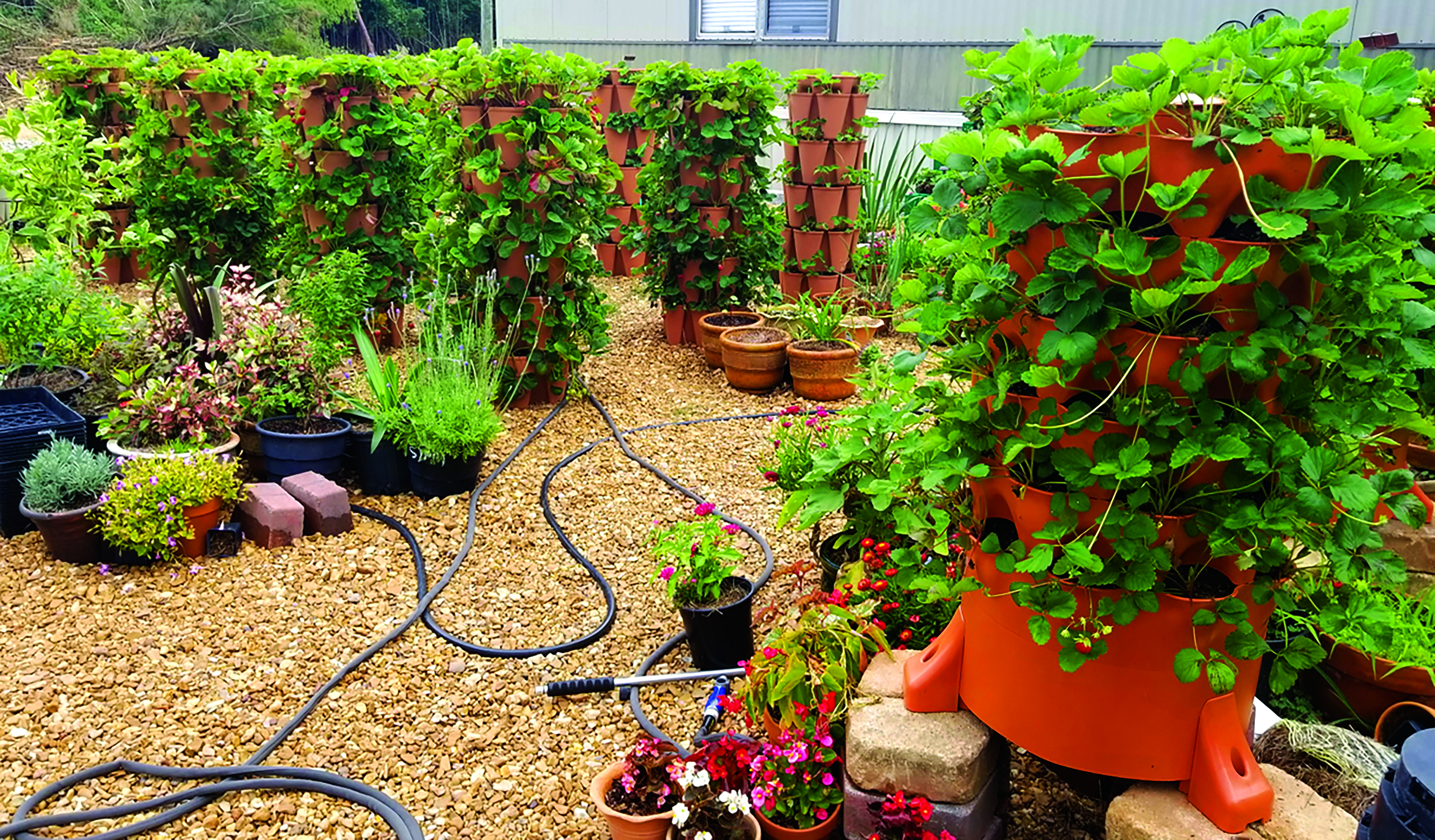 On the Hunt for the Ideal Strawberry for Louisiana Home Gardens